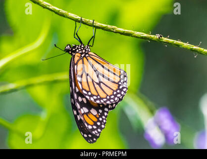 Monarch butterfly (Danaus plexippus) hanging upside down on a green stem with green jungle background Stock Photo