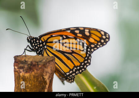 Monarch butterfly (Danaus plexippus) resting on a wooden stick Stock Photo