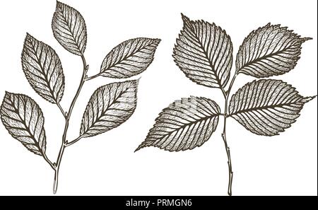 Hand drawn twig of tree with leaves. Sketch vintage vector illustration Stock Vector