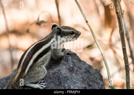 Indian palm squirrel (three-striped palm squirrel) (Funambulus palmarum) in Rajkot, Gujarat, India Stock Photo