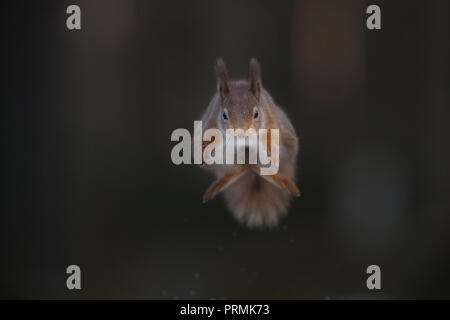 A red squirrel (Sciurus vulgaris) leaping towards the camera, in a woodlands in the Scottish Highlands. Stock Photo
