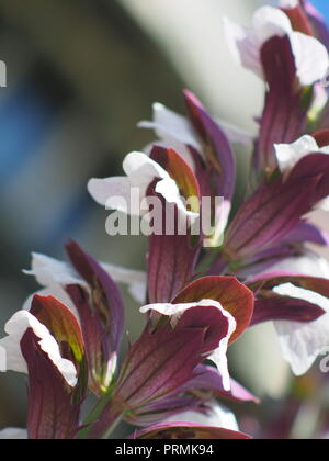 Acanthus mollis plant Stock Photo