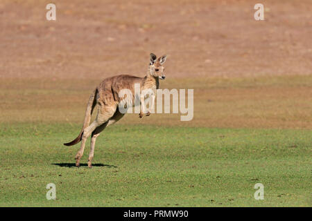 Eastern Grey Kangaroo in Far North Queensland Australia Stock Photo