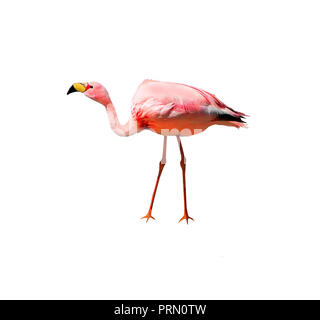 James's flamingo bird isolated on white background. Also known as the puna flamingo, is populates in high altitudes of Andean plateaus  in Peru. Chile Stock Photo