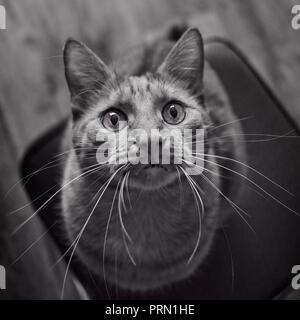 Cute tabby cat looking curious up to the camera. Black and white portrait. Stock Photo