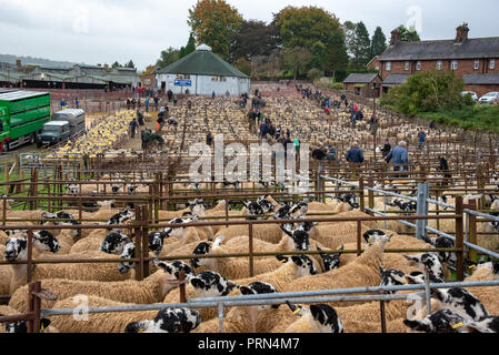Lazonby, Cumbria, UK. 3rd Oct 2018. The harvest of the fells. The Alston Moor sale of over 18,000 Mule lambs, which will be used for breeding, at Lazonby Livestock Market, Cumbria. Credit: John Eveson/Alamy Live News Stock Photo