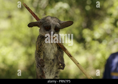 April 21, 2017 - Lake Eyasi, Ngorongoro district, Tanzania - A shot Galago, also known as bushbaby.The Hadza are one of the last remaining societies, which remain in the world, that survive purely from hunting and gathering. Very little has changed in the way the Hadza live their lives. But it has become increasingly harder for them to pursue the Hadza way of life. Either the Hadza will find a way to secure their land-rights to have access to unpolluted water springs and wild animals, or the Hadzabe lifestyle will disappear, with the majority of them ending up as poor and uneducated individual Stock Photo