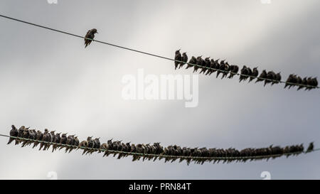 Burley Woodhead. 3rd Oct 2018. UK wildlife: Burley Woodhead, West Yorkshire, UK. 3rd October 2018. Room for one more?  Starlings showing signs of flocking for their winter roosts and/or perhaps winter migrants arriving.  Rebecca Cole/Alamy Live News Stock Photo
