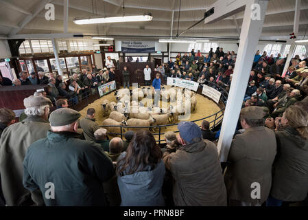 Lazonby, Cumbria, UK. 3rd Oct 2018. Lazonby Auction Mart in Cumbria holds its famous big annual 'Alston Moor' Autumn sale of Gimmer Mule Lambs. This year over 18,000 lambs were sold at the one day auction. Farmers come from all over Britain to buy the lambs to stock their farms. These mules are a cross between a Swaledale ewe and a Blue Faced Leicester ram and the mule is a very popular and successful breed with farmers. Credit: John Bentley/Alamy Live News Stock Photo