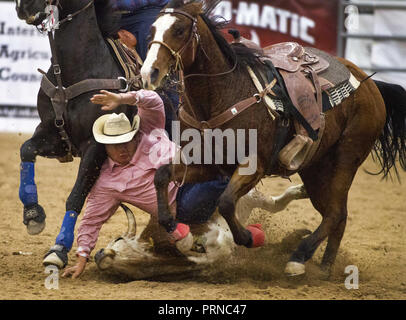 Wyoming, USA. 7th Nov, 2013. A steer wrestler is about to get the horn during the Wrangler National Finals Rodeo Go-Round Day 3 at the Thomas & Mack Center in Las Vegas, Nevada. Credit: L.E. Baskow/ZUMA Wire/Alamy Live News Stock Photo