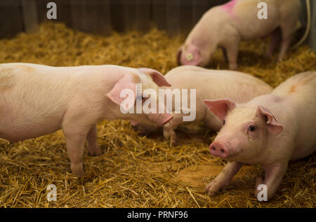 29 September 2018, Baden-Wuerttemberg, Stuttgart: Piglets walk around in a hall of the 100th Agricultural Main Festival (LWH) on the Cannstatter Wasen in their stable. Photo: Christoph Schmidt/dpa Stock Photo