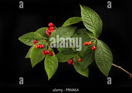 Cotoneaster leaves and ripe red berries isolated against black Stock Photo