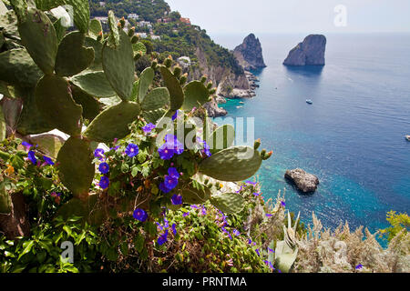 View from the garden of Augustus to the Faraglioni rocks, Capri, island, Gulf of Naples, Campania, Italy Stock Photo