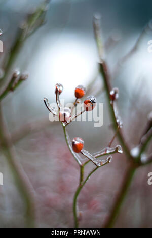 Rose Rosa fruit covered in ice Stock Photo