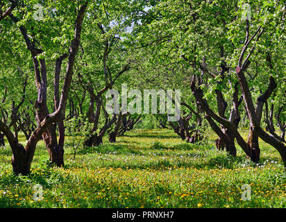 beautiful old apple orchard with a blooming dandelions Stock Photo