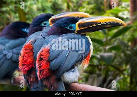 Three chestnut-eared aracaris / chestnut-eared araçari (Pteroglossus castanotis) perched in tree, native to Central America and South America Stock Photo