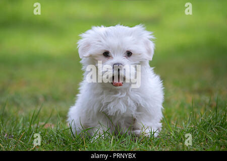 Cute white Maltese puppy (Canis familiaris Maelitacus) on garden lawn Stock Photo