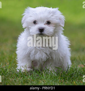 Cute white Maltese puppy (Canis familiaris Maelitacus) on garden lawn Stock Photo