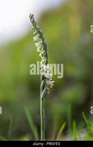 Autumn lady's-tresses (Spiranthes spiralis) orchid in flower Stock Photo