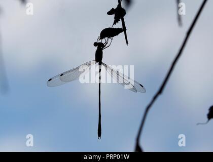 Dragonfly in black  silhouette showing the intricate lace wings Stock Photo