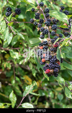 Close up view of a bunch or cluster of ripe blackberries in a hedge in the autumn sun Stock Photo