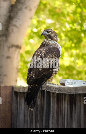 Red Tailed Hawk (Buteo jamaicensis), perched and posing on a wooden fence in Davis, California Stock Photo