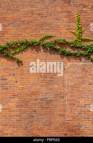 Green Ivy On Side Of Red Brick House Stock Photo