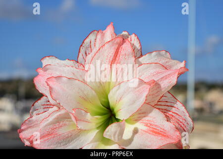 Amaryllis Aphrodite in full bloom, blooming flower, double flowering white with blood red margins and blush pink petal tips. Grown in roof garden pot Stock Photo