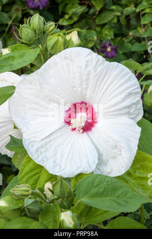Close up of large white hibiscus flower with a red centre. Stock Photo