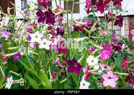Nicotiana (Tobacco plant) Sensation mixed flowers in garden Stock Photo