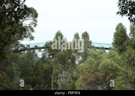 Western Australian Botanic Garden, Perth. The Walkway glass bridge an invitation for walking in the treetops over paths, elevated walkway and a bridge Stock Photo