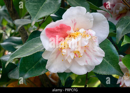 Camellia japonica cv Pomponia Semi-duplex; Theaceae; evergreen shurb; semi-double flower; white beckground with red stripes Stock Photo