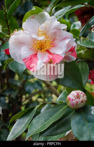 Camellia japonica cv Pomponia Semi-duplex; Theaceae; evergreen shurb; semi-double flower; white beckground with red stripes Stock Photo