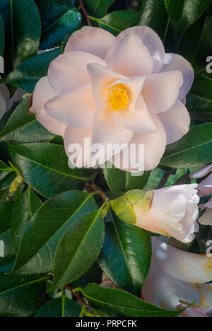 Camellia japonica cv Hagoromo; Theaceae; evergreen shurb; semi-double flower, white shaded pink Stock Photo