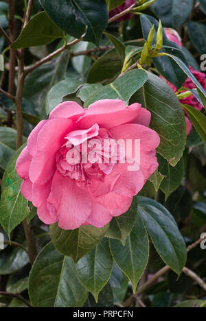 Camellia japonica cv Elegans Supreme; evergreen shurb; flower anemone-form; red Stock Photo