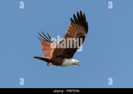 A beautiful Haliastur indus or red backed sea eagle in the sky from Kerala India Stock Photo