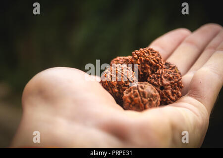 Large Five Face Rudraksh Seed Macro in Hand Harvest Stock Photo