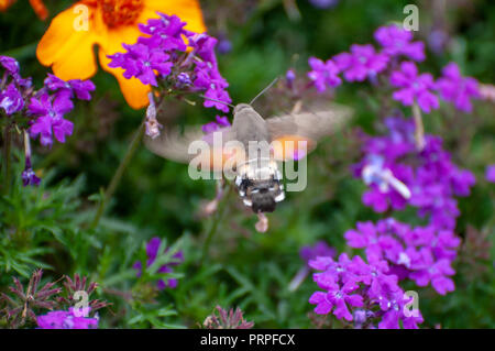 Hummingbird hawk-moth (Macroglossum stellatarum) feeding on nectar. Photographed in St. Moritz, Switzerland in September Stock Photo