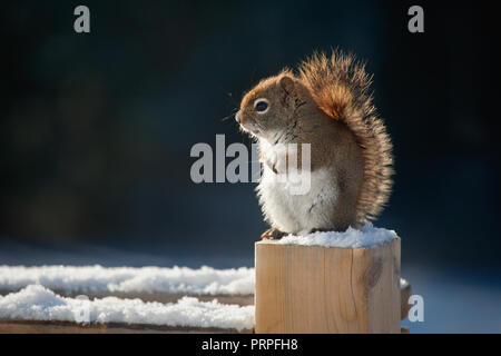 Eastern Grey Squirrel perched on deck post during Winter. Stock Photo