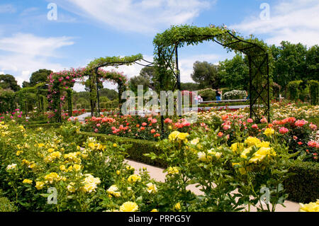 Rose garden. The Retiro park, Madrid, Spain. Stock Photo