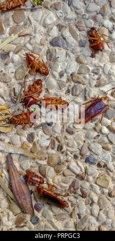 Poisoned and Dead American cockroach (Periplaneta americana) lying on their back after pest control activity Stock Photo