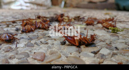 Poisoned and Dead American cockroach (Periplaneta americana) lying on their back after pest control activity Stock Photo