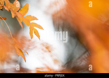 Rowan tree (Sorbus aucuparia) leaves in autumn colors. Stock Photo