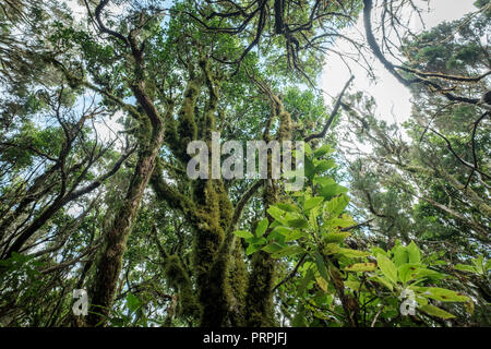 laurel  trees inside thick forest, rainforest Stock Photo