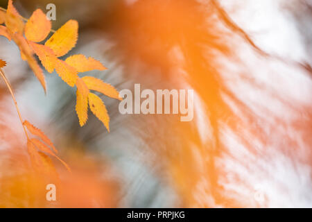 Rowan tree (Sorbus aucuparia) leaves in autumn colors. Stock Photo