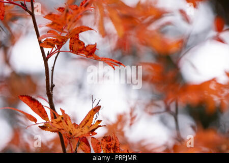 Rowan tree (Sorbus aucuparia) leaves in autumn colors. Stock Photo