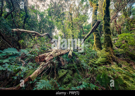 laurel  trees inside thick forest, rainforest Stock Photo