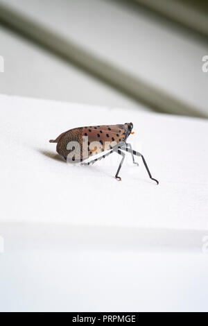 SPOTTED LANTERNFLY ON A WHITE BACKGROUND Stock Photo