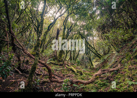 inside forest, magical ambience of Anaga cloud forest , Stock Photo