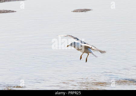 Yellow-legged gull landing in natural area 'Marismas del Odiel', Huelva, Andalusia, Spain Stock Photo